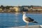 California Gull standing on a wooden ledge, blurred building in the background, Santa Cruz wharf, California