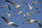 California Gulls