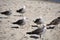 California gulls doing the California thing at the beach.