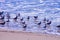 California gulls, Larus californicus, on beach