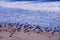 California gulls, Larus californicus, on beach
