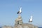 California gulls rest at the rocky coast rests at the rocky coast