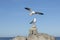 California gulls rests at the rocky coast