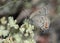 California Hairstreak (Satyrium californica) on buckwheat flower