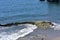 California Harbor Seal, Phoca Vitulina Richardii, 4.