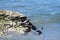 California Harbor Seal, Phoca Vitulina Richardii, 8.