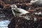 California harbor seal on rock,big sur, california