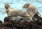 California harbor seal on rock,big sur, california