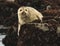 California harbor seal on rock,big sur, california