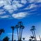 California high palm trees silohuette on blue sky