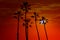 California high palm trees sunset sky silohuette