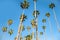 California high palms on the blue sky background