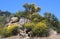 California hill with Spanish Broom bushes in bloom