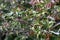 California huckleberry, Vaccinium ovatum, 1.