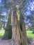 California incense-cedar Calocedrus decurrens or Libocedrus decurrens Torr., Die Weihrauchzeder, Kalifornische Weihrauchzeder