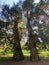 California incense-cedar Calocedrus decurrens or Libocedrus decurrens Torr., Die Weihrauchzeder, Kalifornische Weihrauchzeder