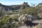 California- Joshua Tree National Park- Panoramic Desert Landscape