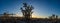 California Joshua Tree Sunset Panorama