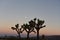 California- Joshua Tree Yucca at Sunset and Moon Rise