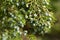 California juniper fruits
