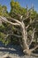 California Juniper at Red Rock Canyon