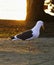 A California King Gull