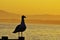 California King Gulls, Santa Barbara Channel, Pacific Ocean, California