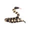 California king snake with black and white bands. Cartoon large reptile with tongue out. Colorful wild serpent. Non