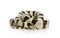 California Kingsnake