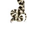 California Kingsnake