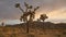 California Landscape with Joshua Trees and sunset sky