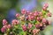 California lilac ceanothus bush