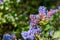 California lilac ceanothus bush