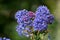 California lilac ceanothus bush