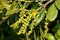 California live oak, Coast live oak, Quercus agrifolia