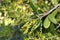 California live oak, Coast live oak, Quercus agrifolia