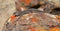 California Lizard Camouflaged on Lichen Covered Rock