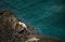 California Marine Wildlife Harbor Seals