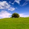 California meadow hills with oak tree