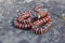 California Mountain King snake, Coast Mountain Kingsnake Lampropeltis multifasciata