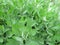 California Mugwort, Artemisia douglasiana