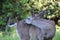 California Mule Deer Close Up In Grass Field