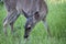 California Mule Deer Grazing In A Secluded Meadow