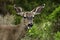 California mule deer (Odocoileus hemionus)