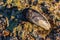 California mussel laying on a rocky beach, close-up image