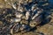 California mussels growing on the rocks, close-up image