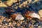 California mussels laying on the rocky beach, close-up image