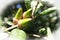 California Native Coast live Oak Close Up Of Acorns & Leaves