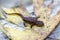 California Newt juvenile resting on autumn leaf