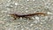 California Newt profile walking on gravel